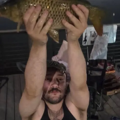 Common carp caught on Fishbrain