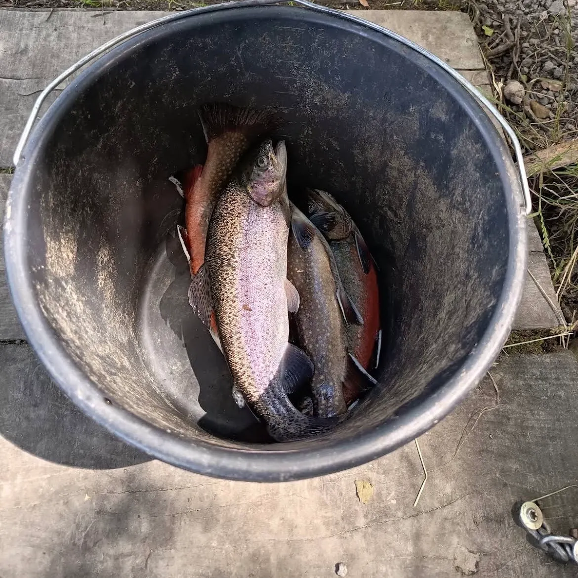 Rainbow trout caught on Fishbrain