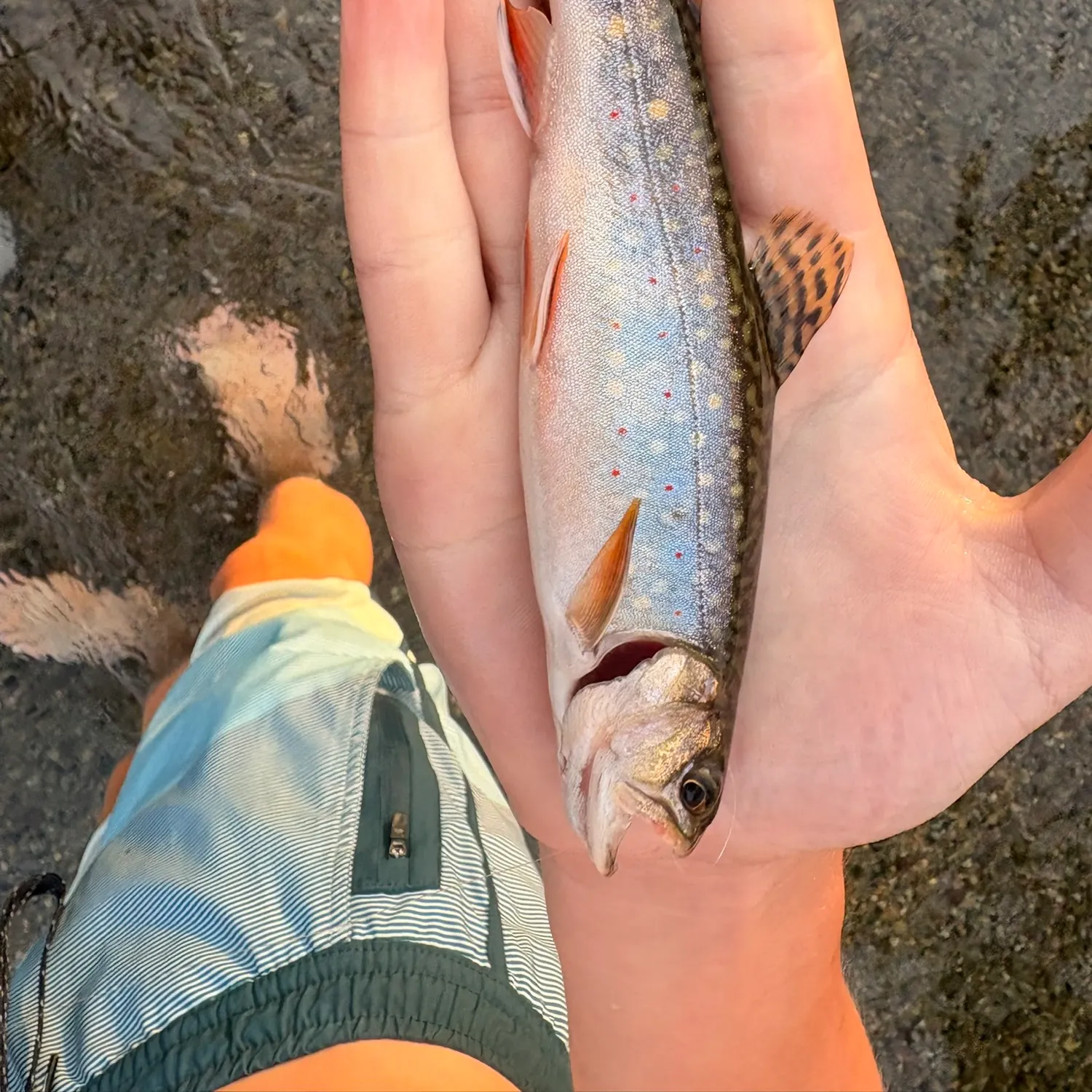 Brook trout caught on Fishbrain