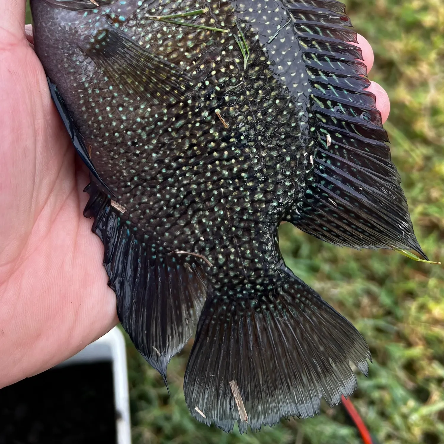 Rio Grande cichlid caught on Fishbrain