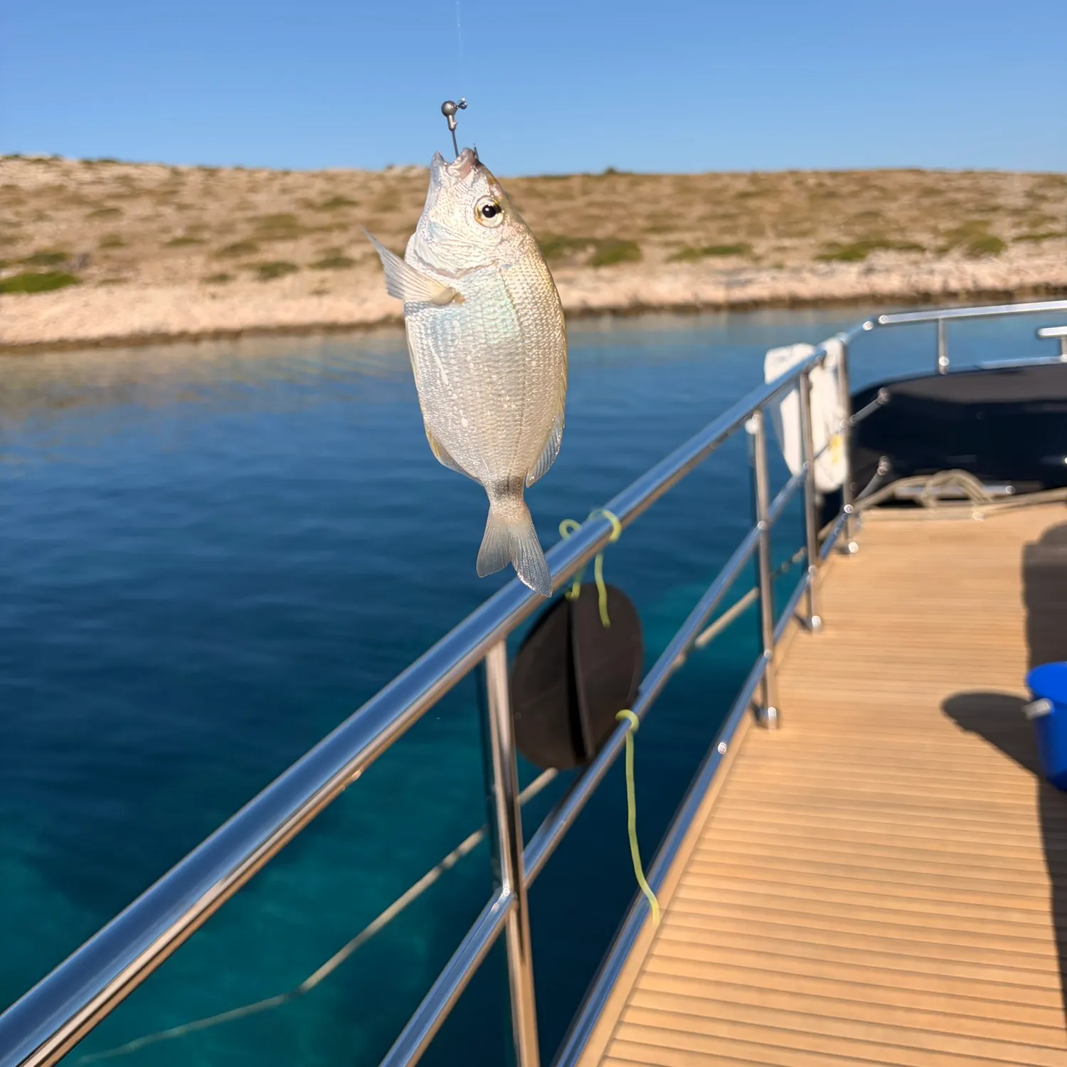 Annular seabream caught on Fishbrain