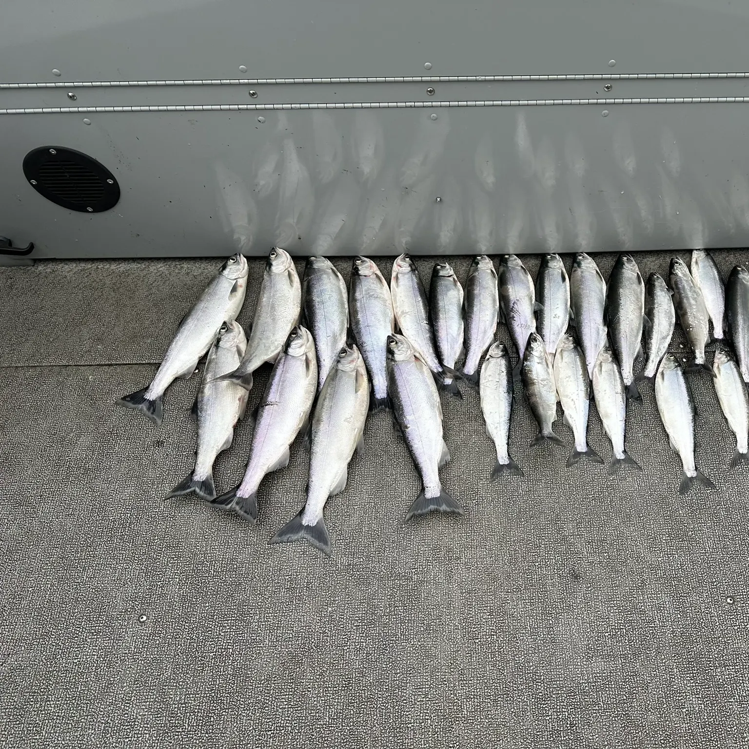 The most recent Kokanee salmon catches on Fishbrain