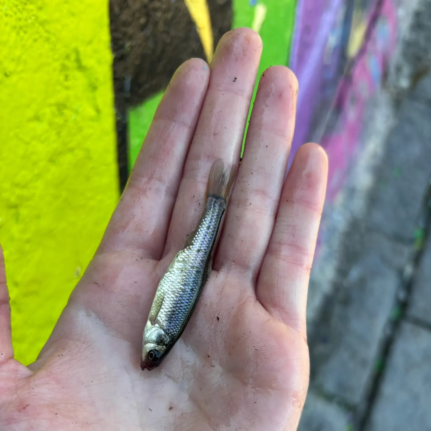 The most recent Fathead minnow catches on Fishbrain