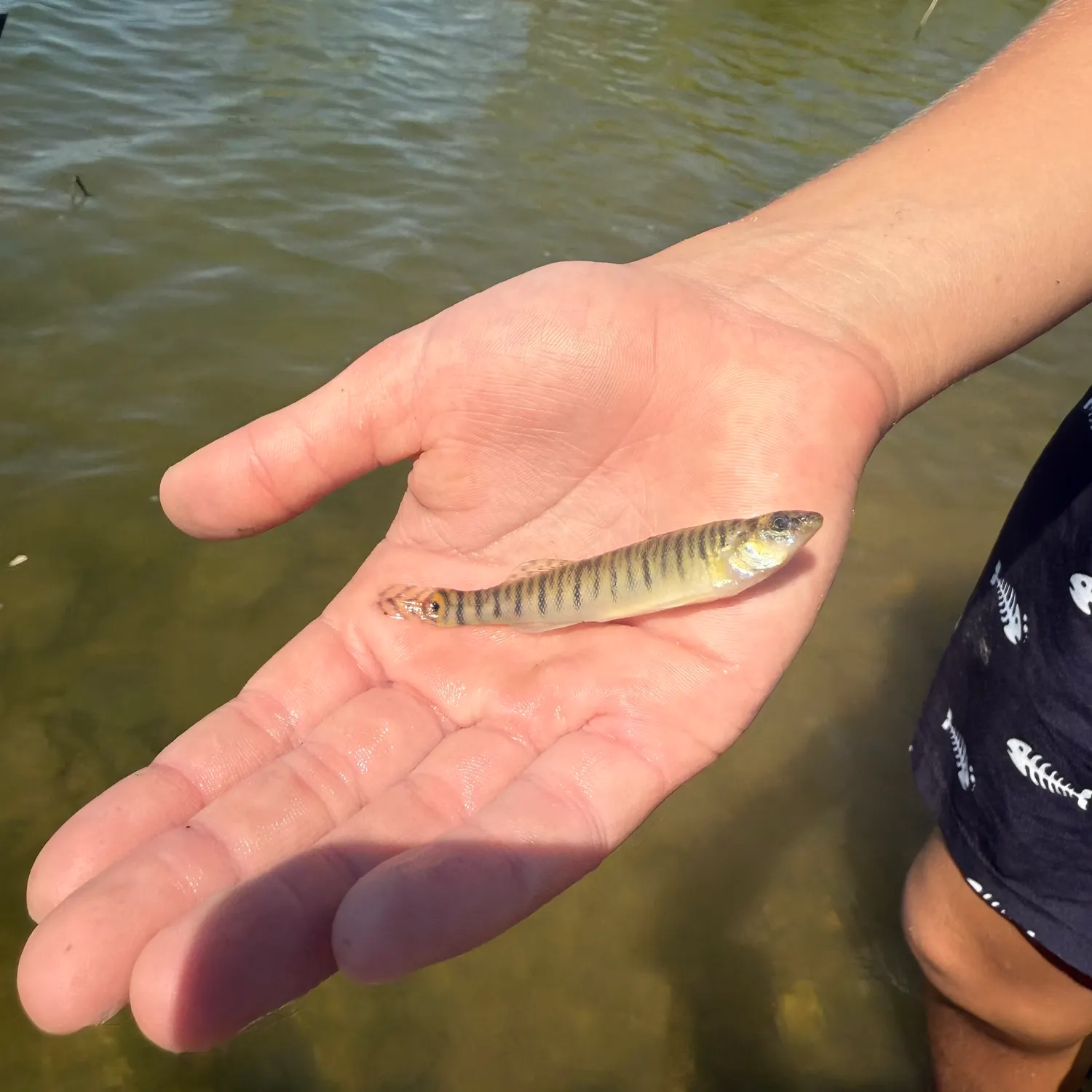 Common logperch caught on Fishbrain