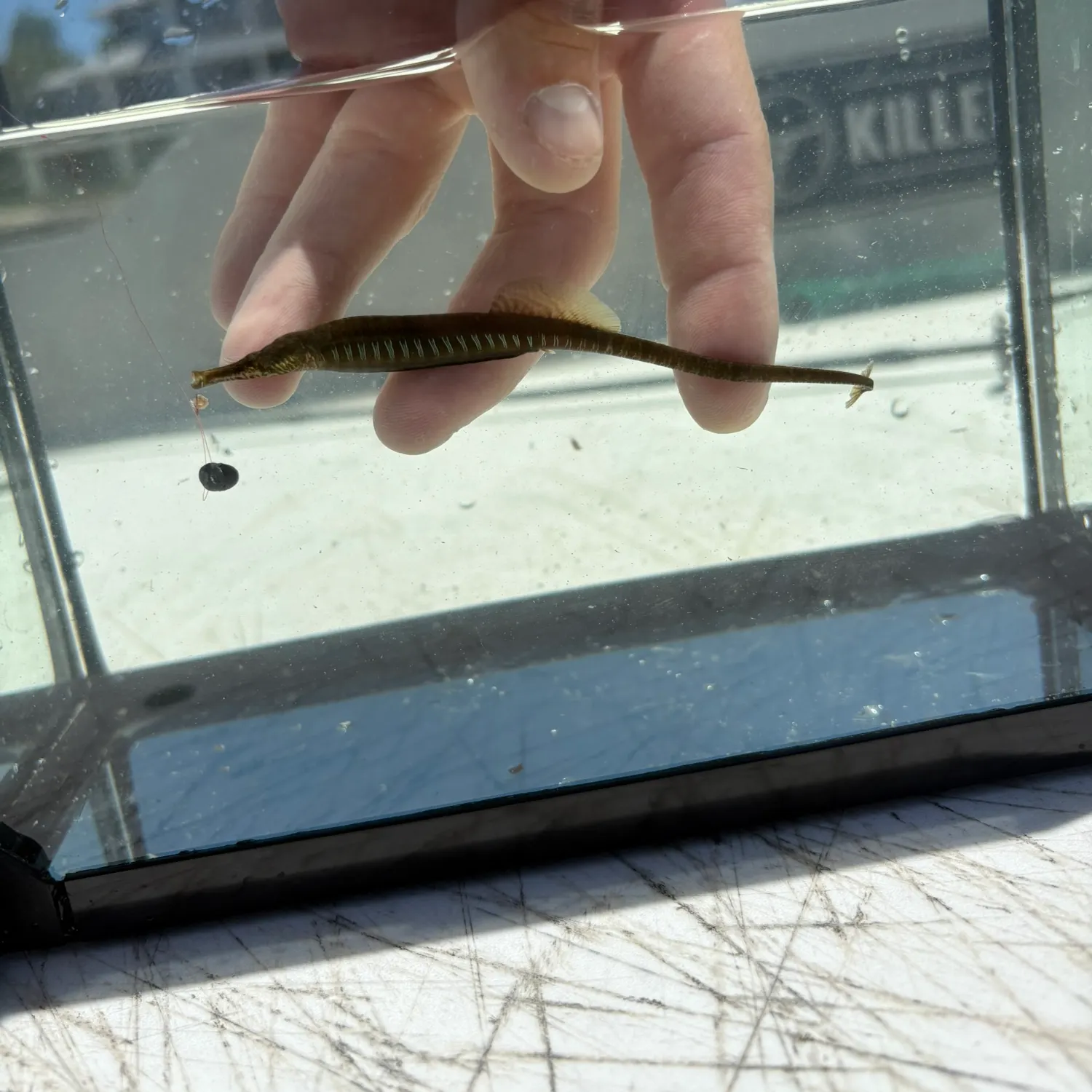 The most recent Short-tailed pipefish catches on Fishbrain