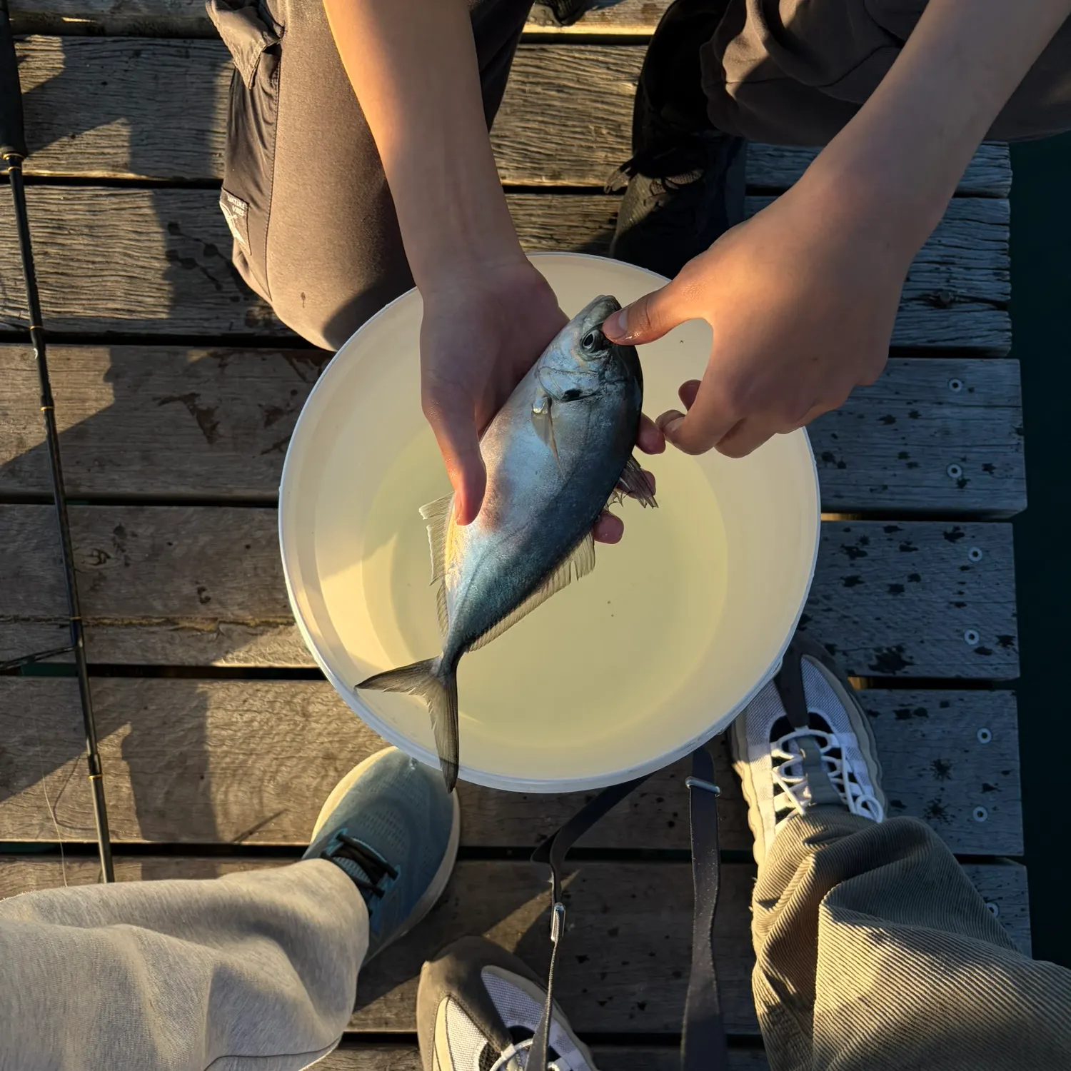 The most recent Silver trevally catches on Fishbrain