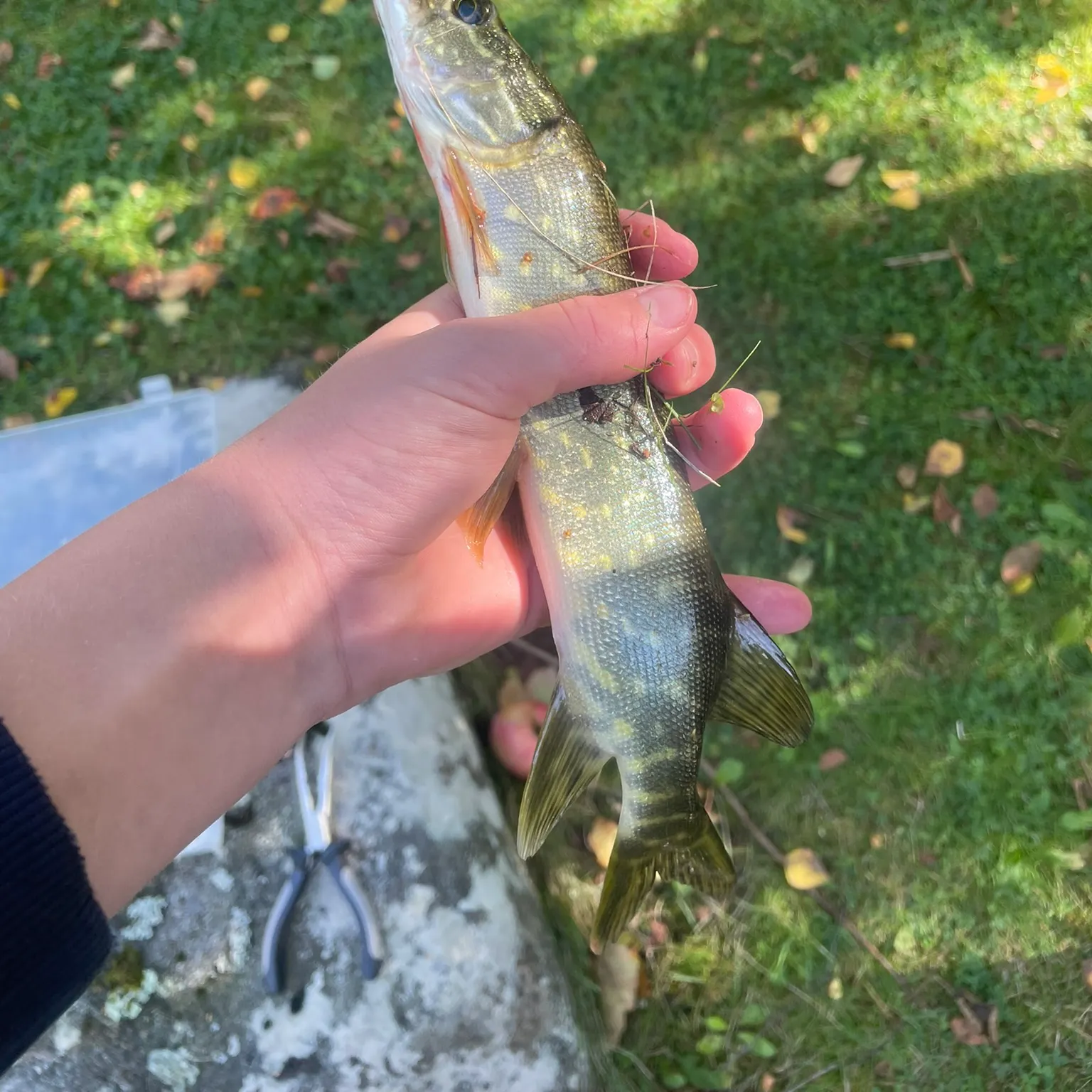 The most recent Northern pike catches on Fishbrain