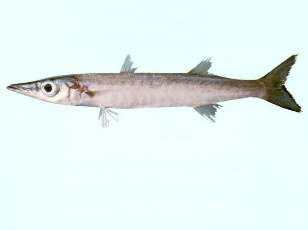 Yellowtail barracuda