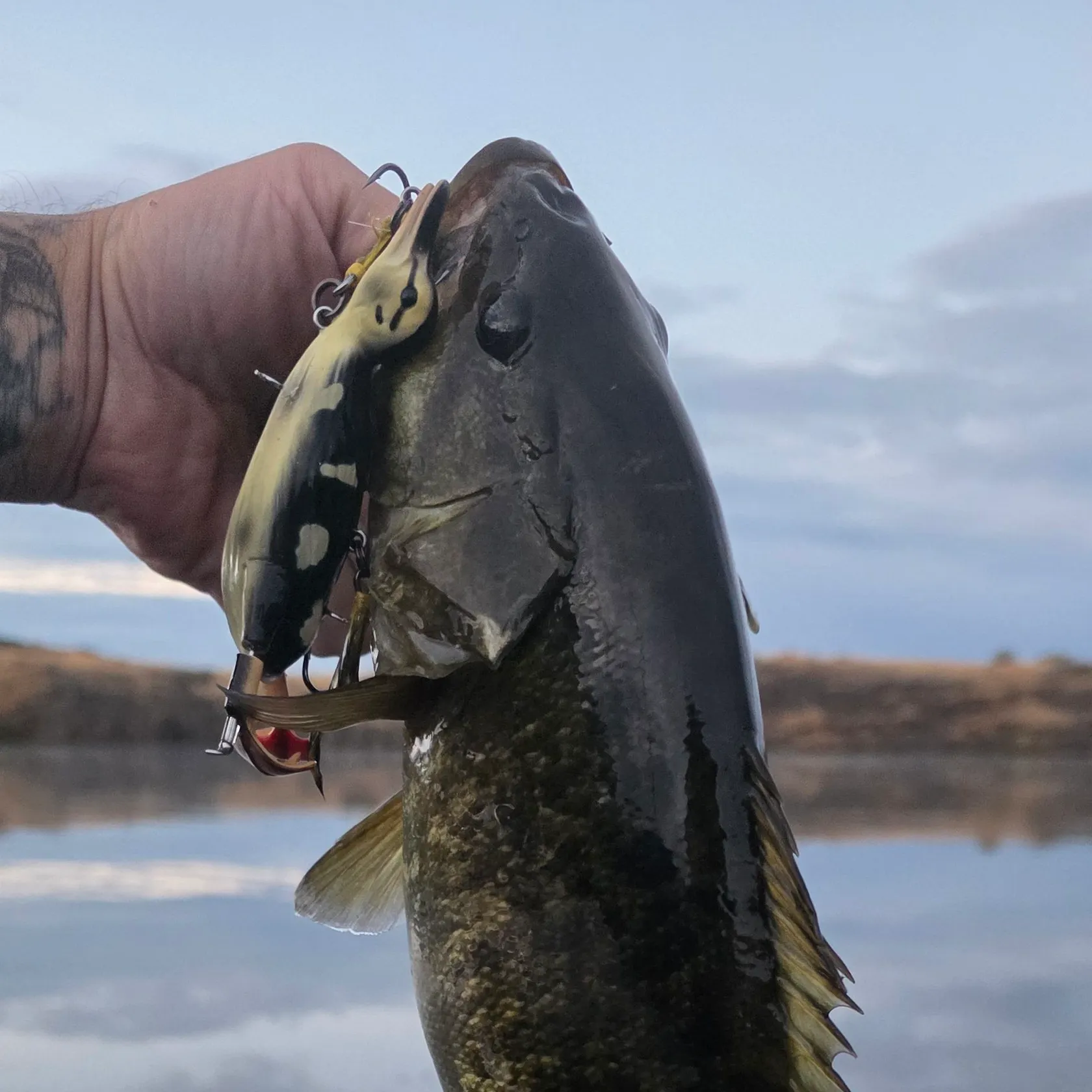 Smallmouth bass caught on Fishbrain