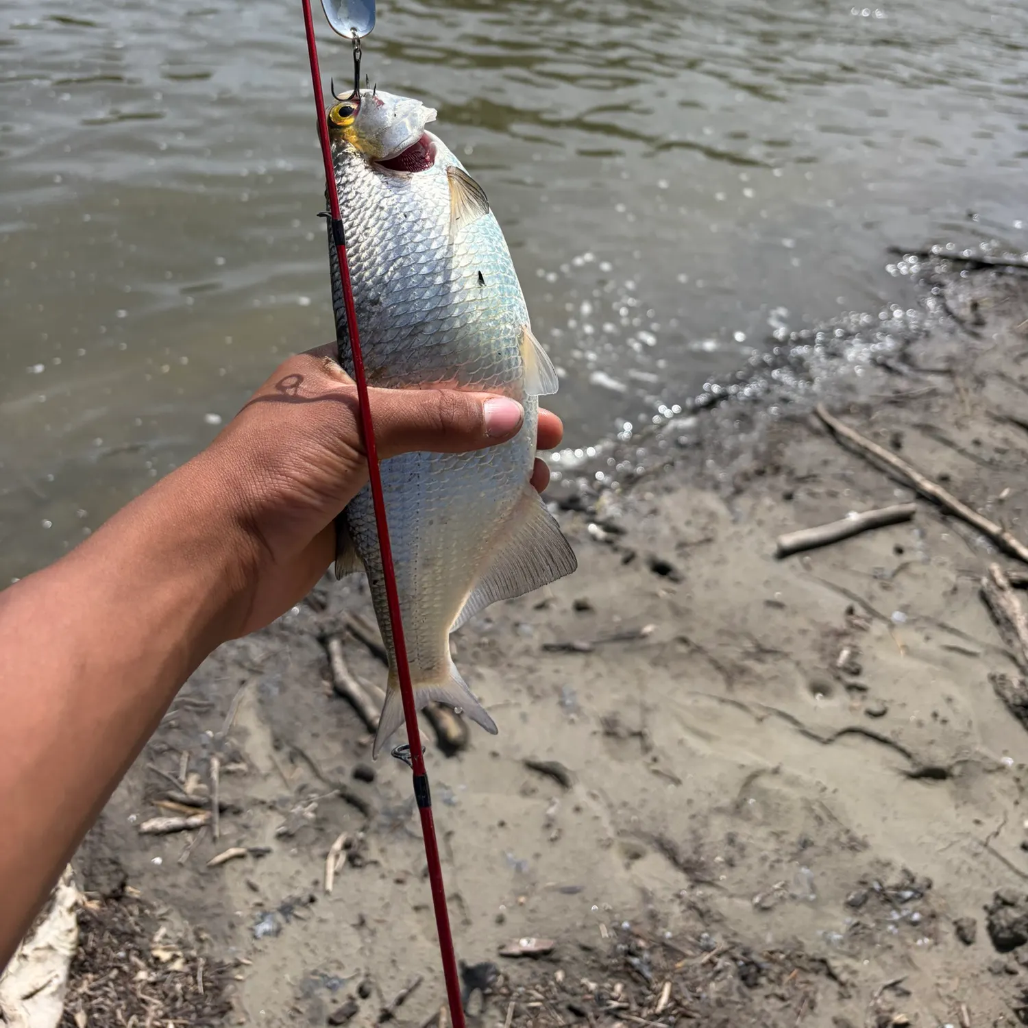 The most recent Mooneye catches on Fishbrain