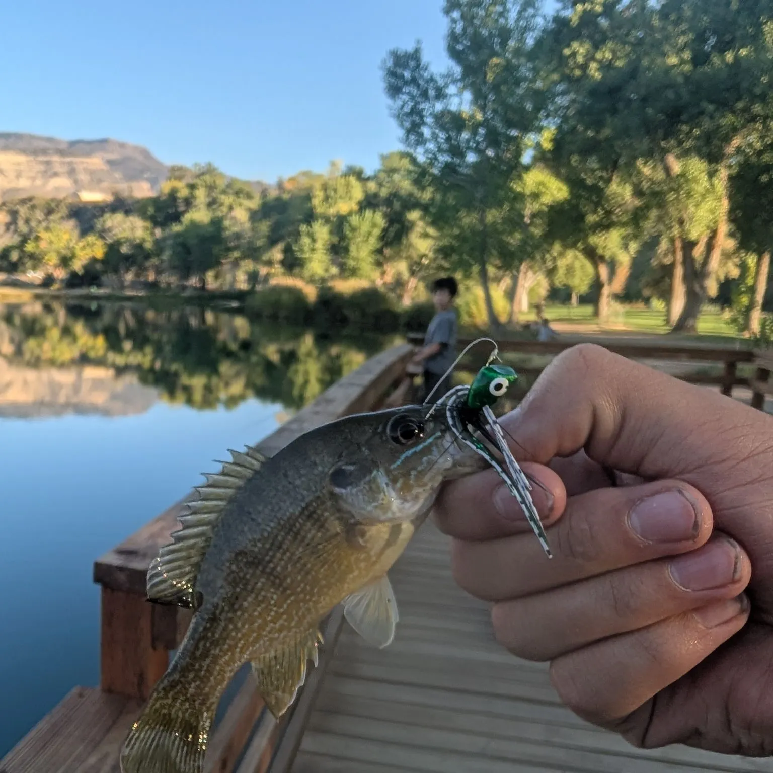 Green sunfish caught on Fishbrain