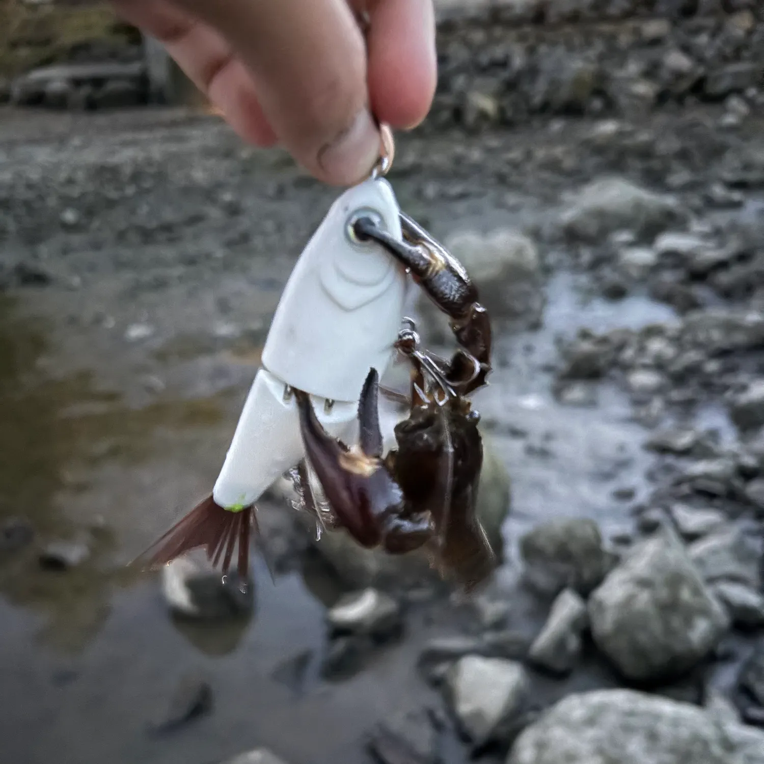 Red swamp crayfish caught on Fishbrain