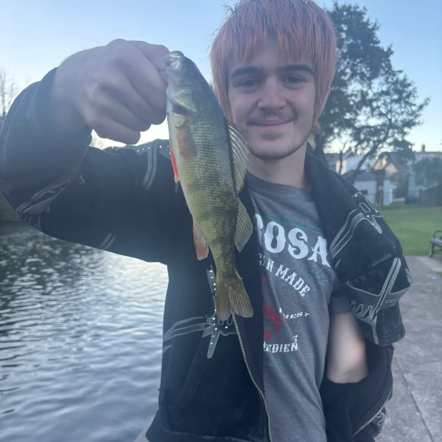 Yellow perch caught on Fishbrain
