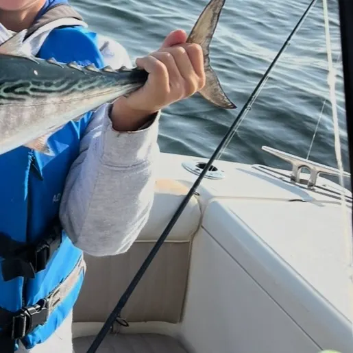 The most recent Little tunny catches on Fishbrain