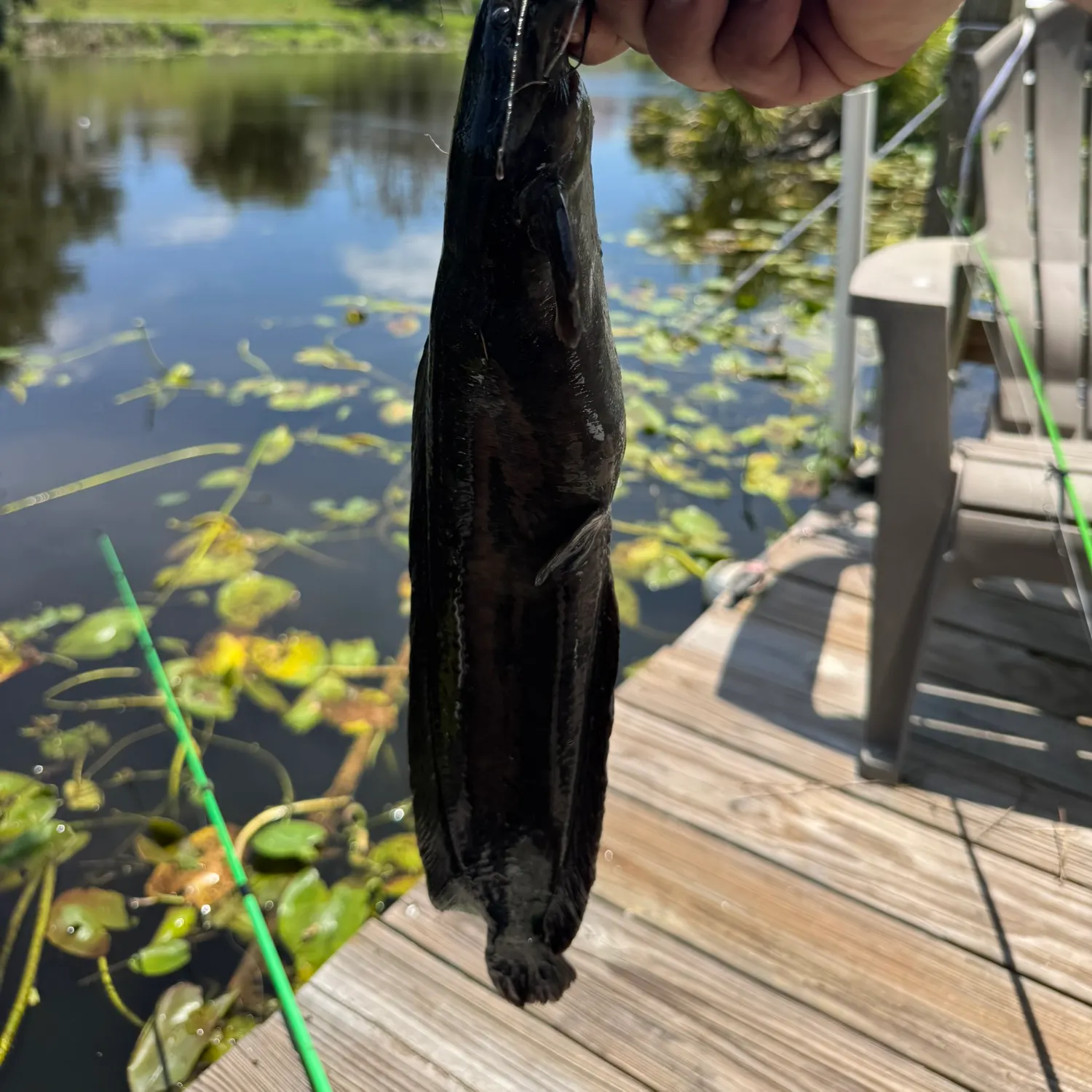The most recent Walking catfish catches on Fishbrain