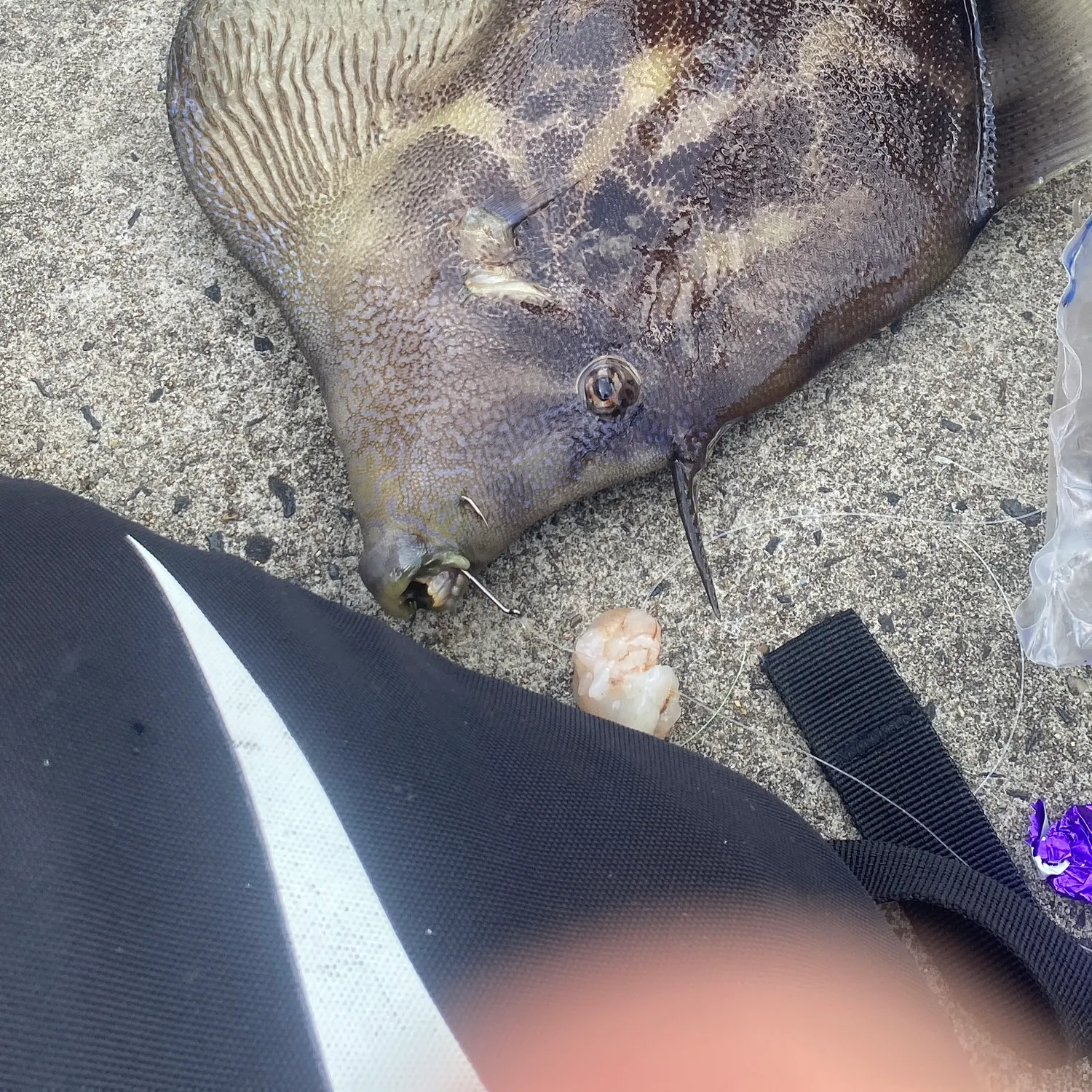 The most recent Fan-bellied leatherjacket catches on Fishbrain