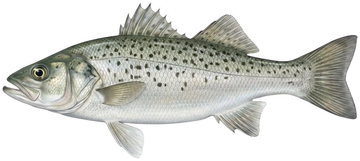 Spotted seabass