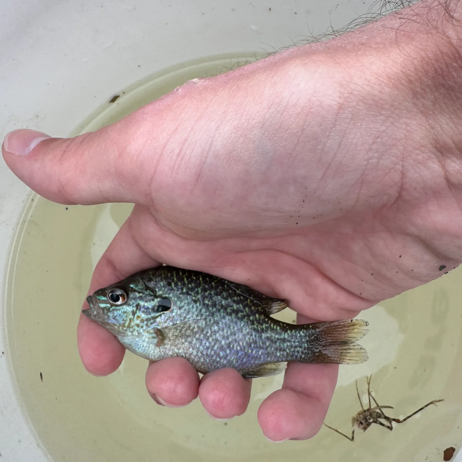 Longear sunfish caught on Fishbrain