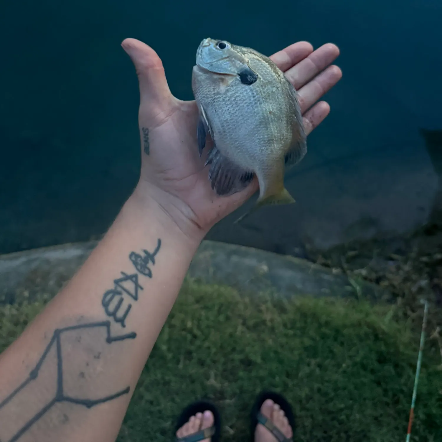 recently logged catches