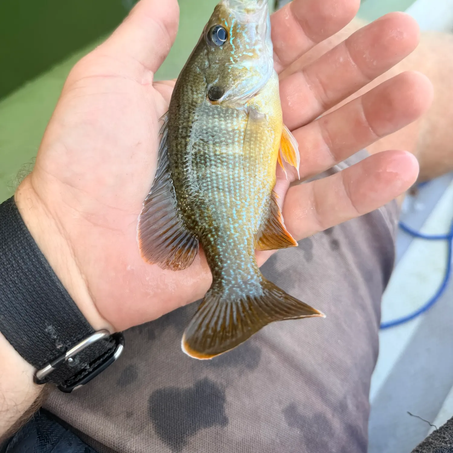 Green sunfish caught on Fishbrain