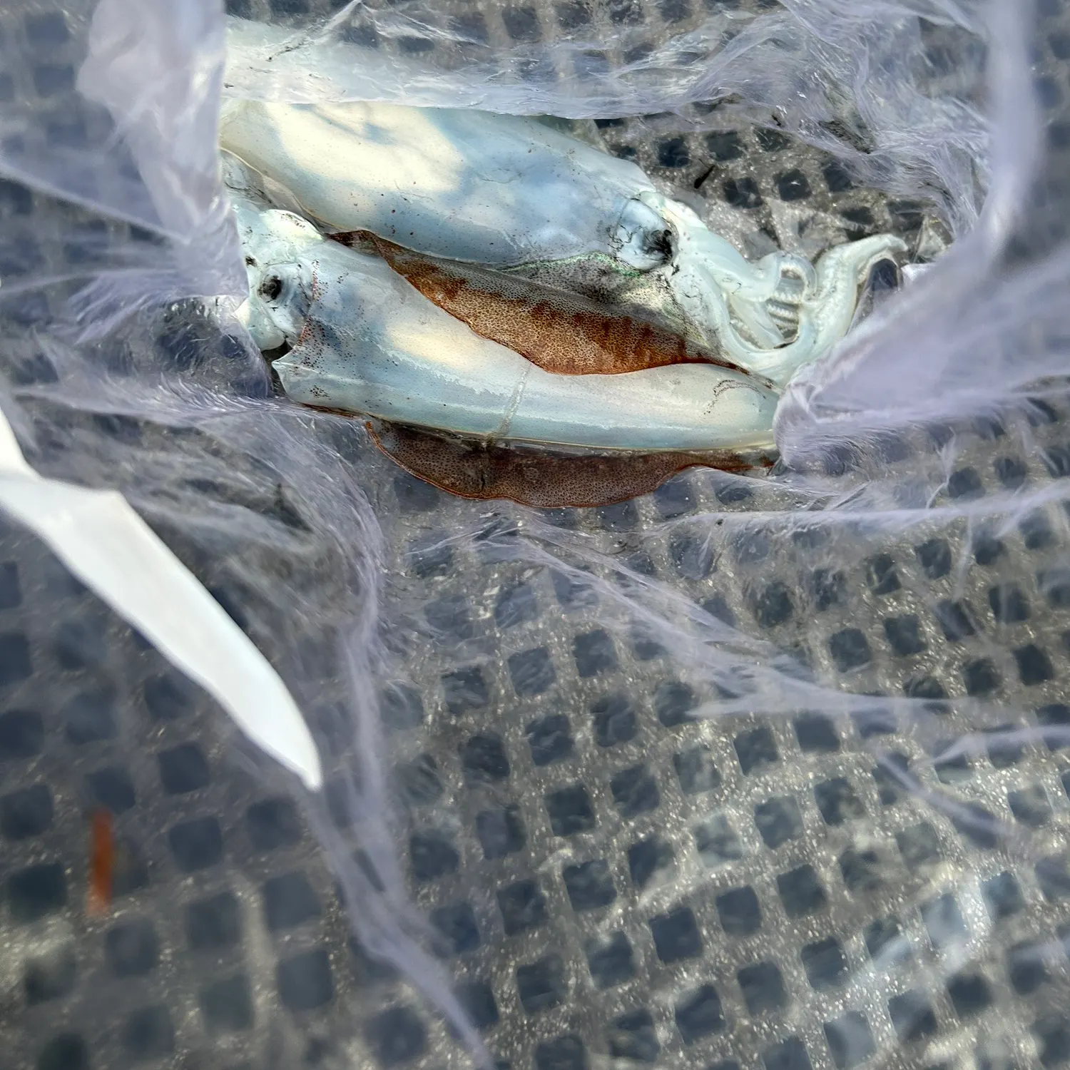 Southern calamari caught on Fishbrain