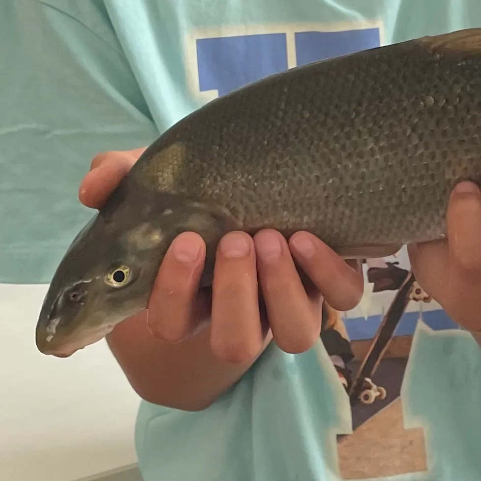 Common carp caught on Fishbrain