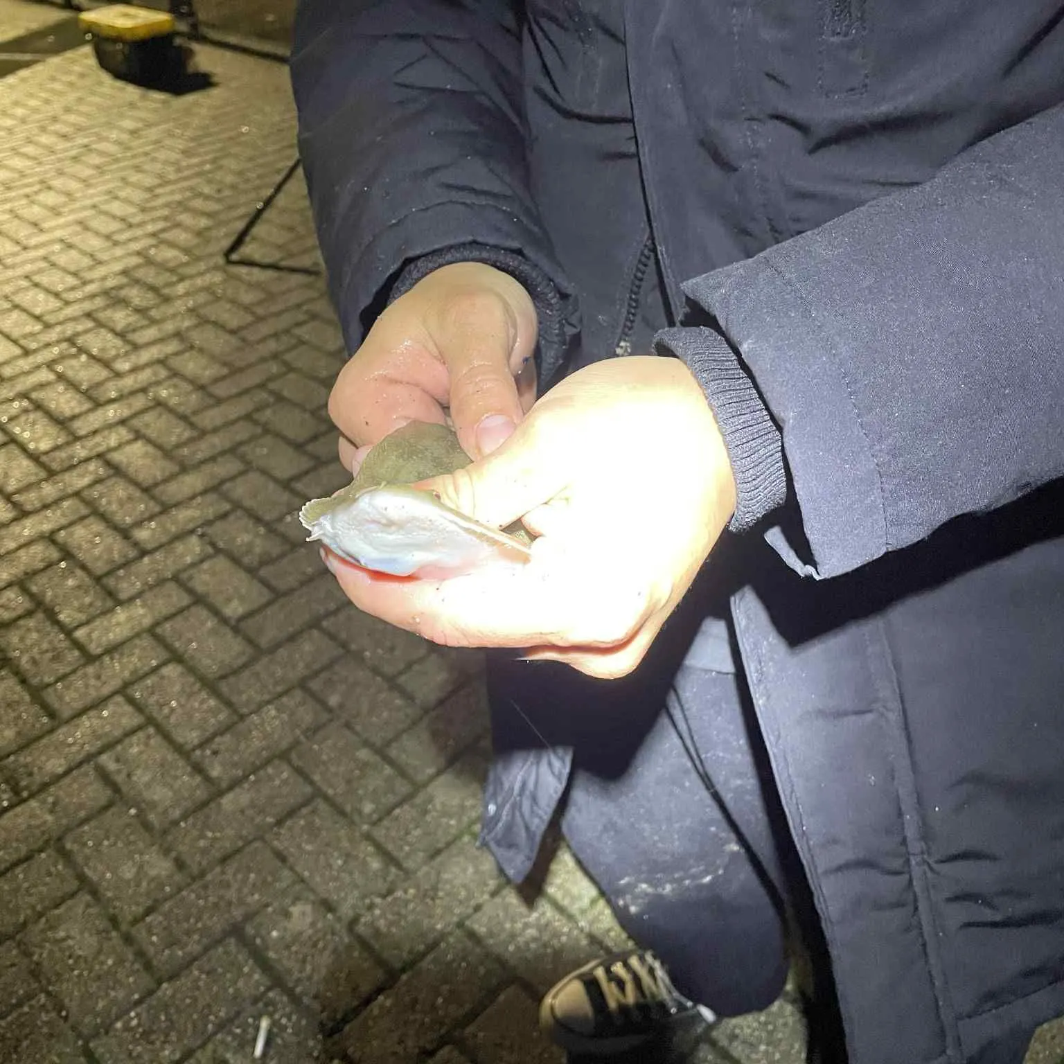 The most recent Pacific sand sole catches on Fishbrain