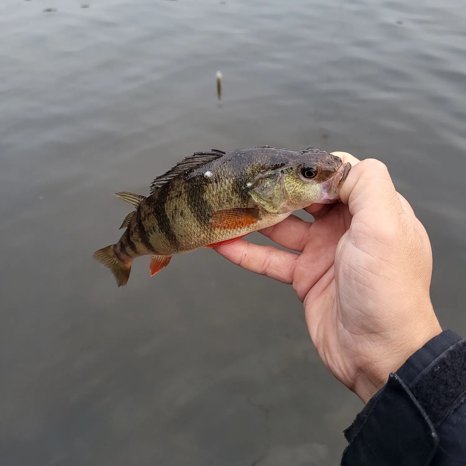 Yellow perch caught on Fishbrain