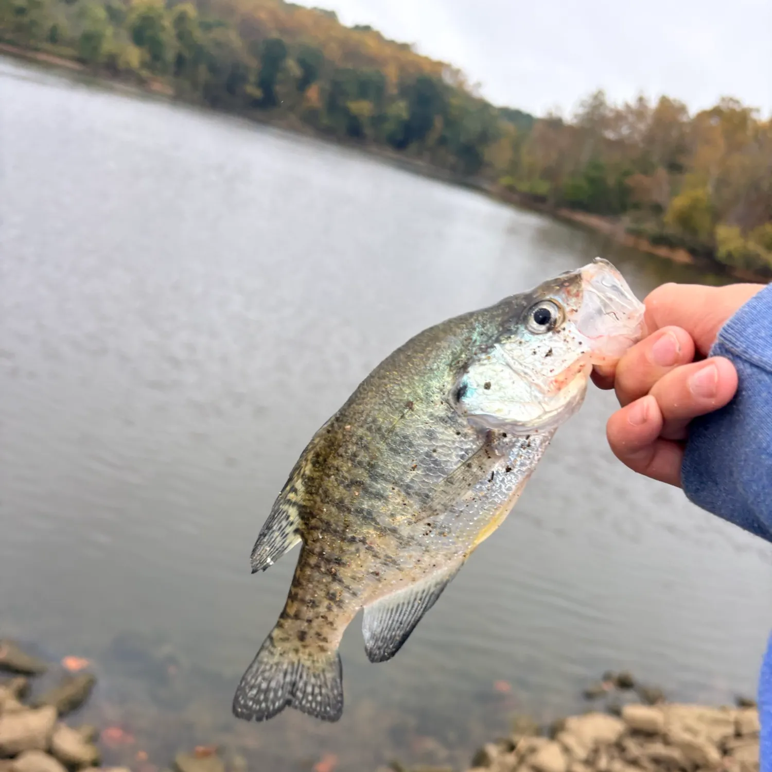 White crappie caught on Fishbrain