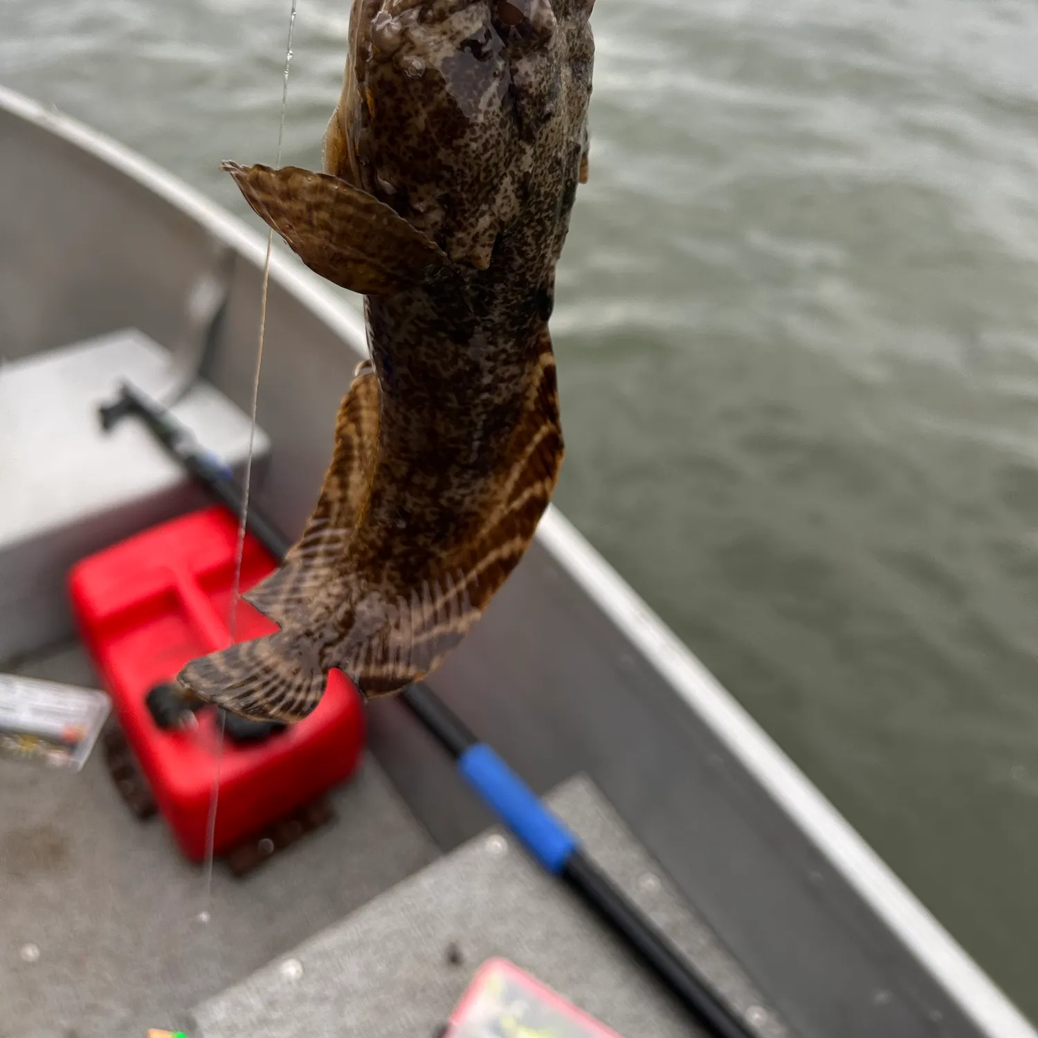 Oyster toadfish caught on Fishbrain
