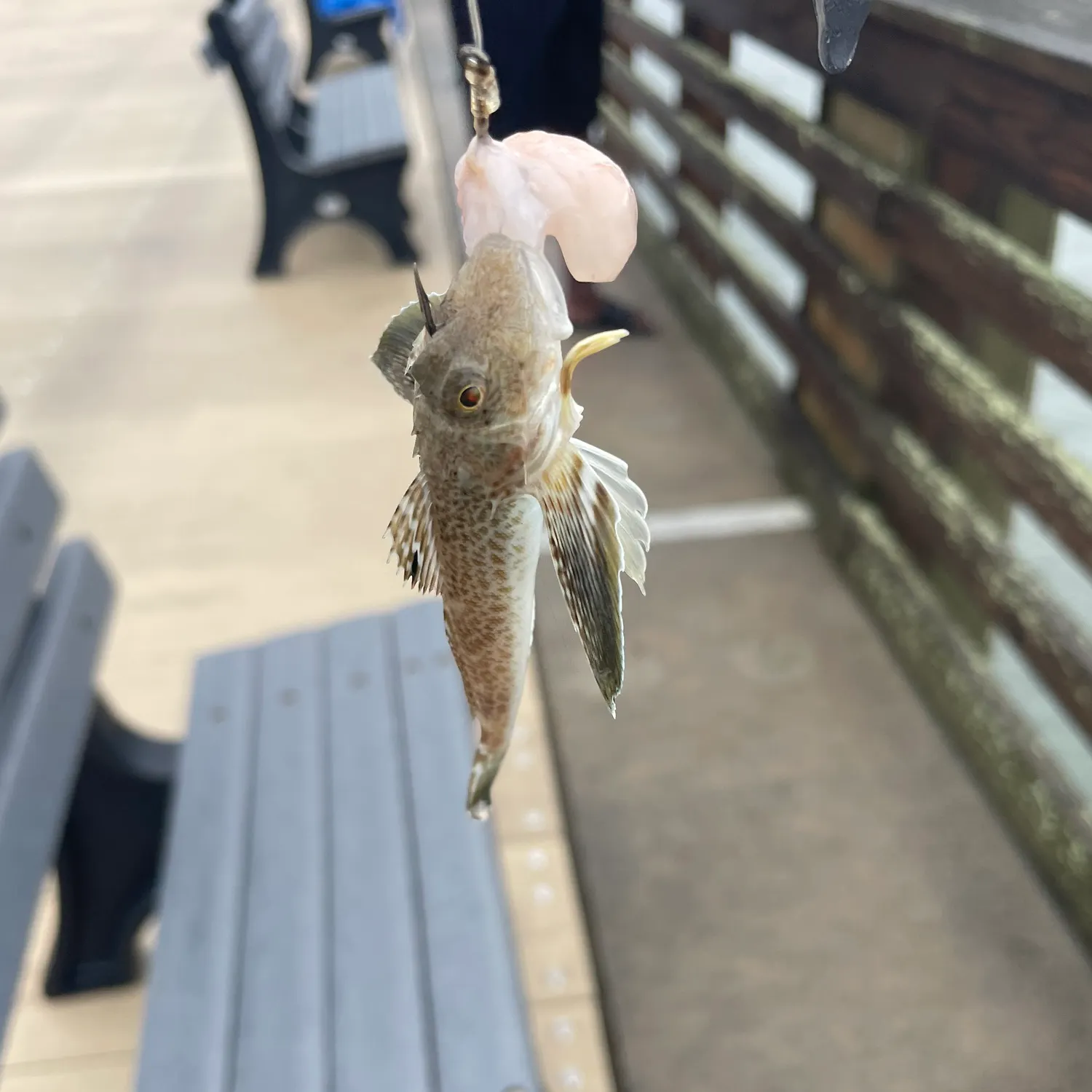 The most recent Lumptail searobin catches on Fishbrain