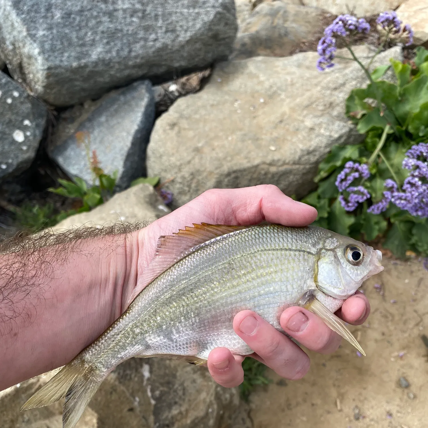 The most recent White seaperch catches on Fishbrain