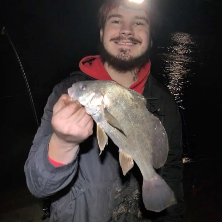 Freshwater drum caught on Fishbrain
