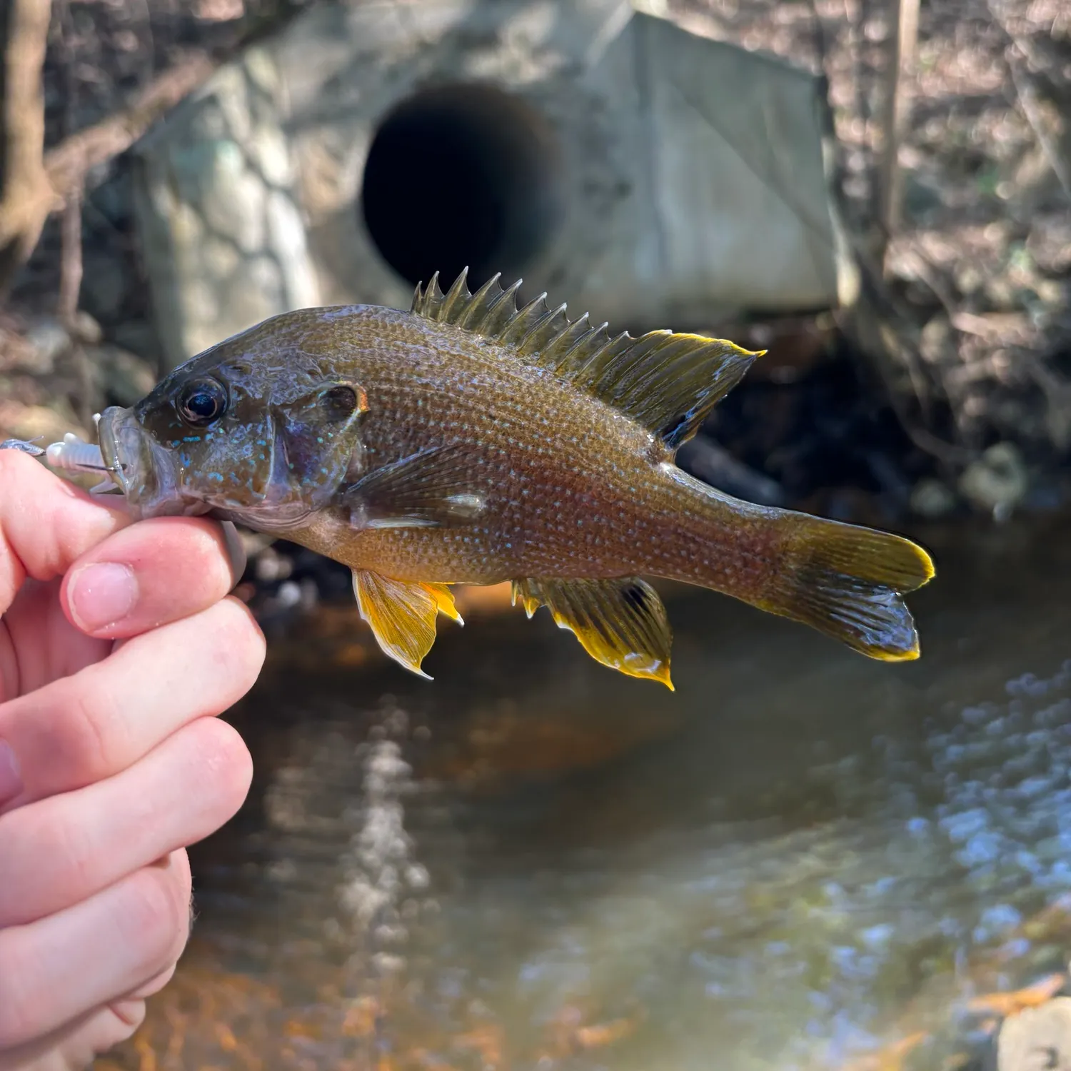 Green sunfish caught on Fishbrain