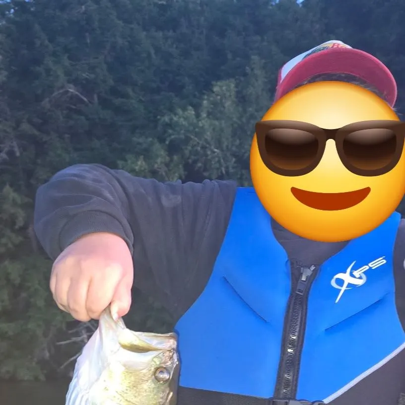Largemouth bass caught on Fishbrain