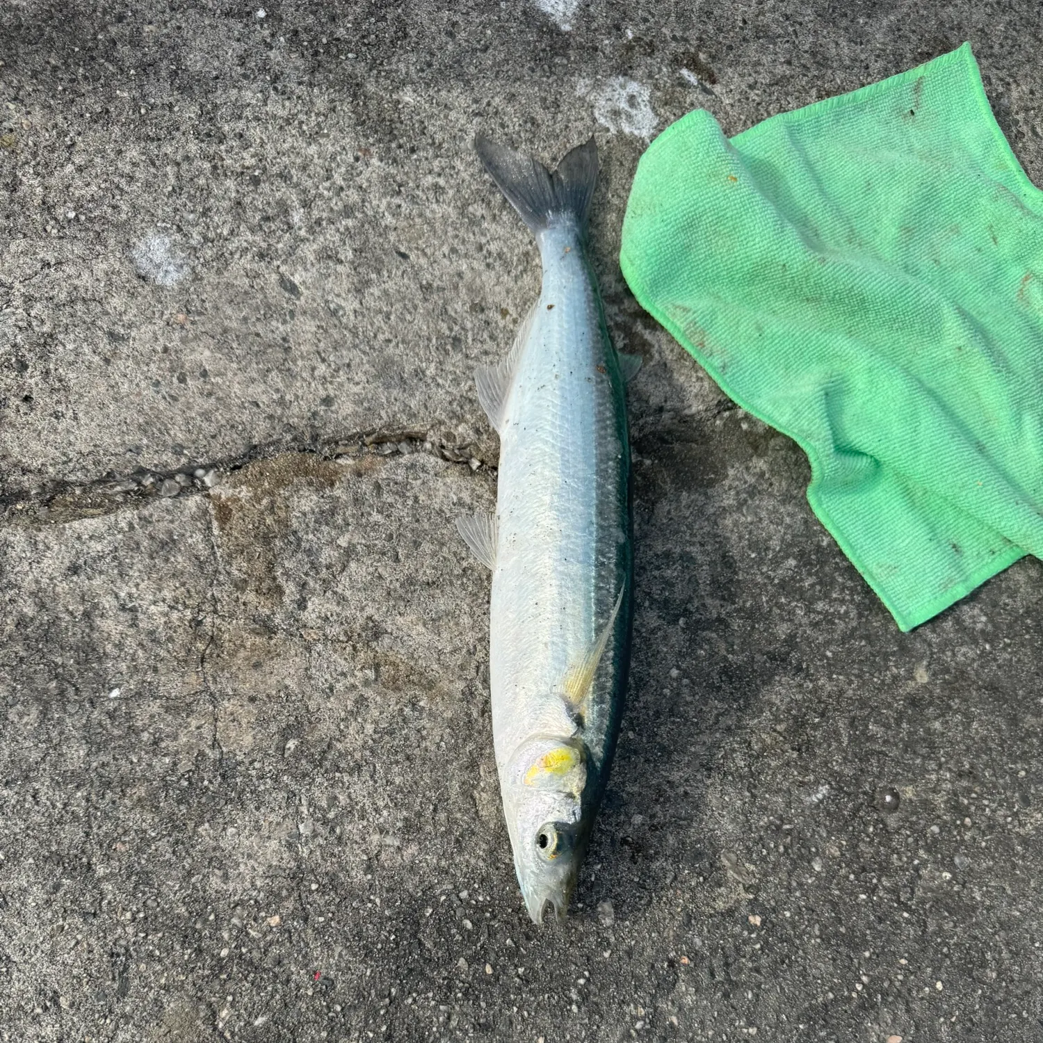 The most recent Surf smelt catches on Fishbrain