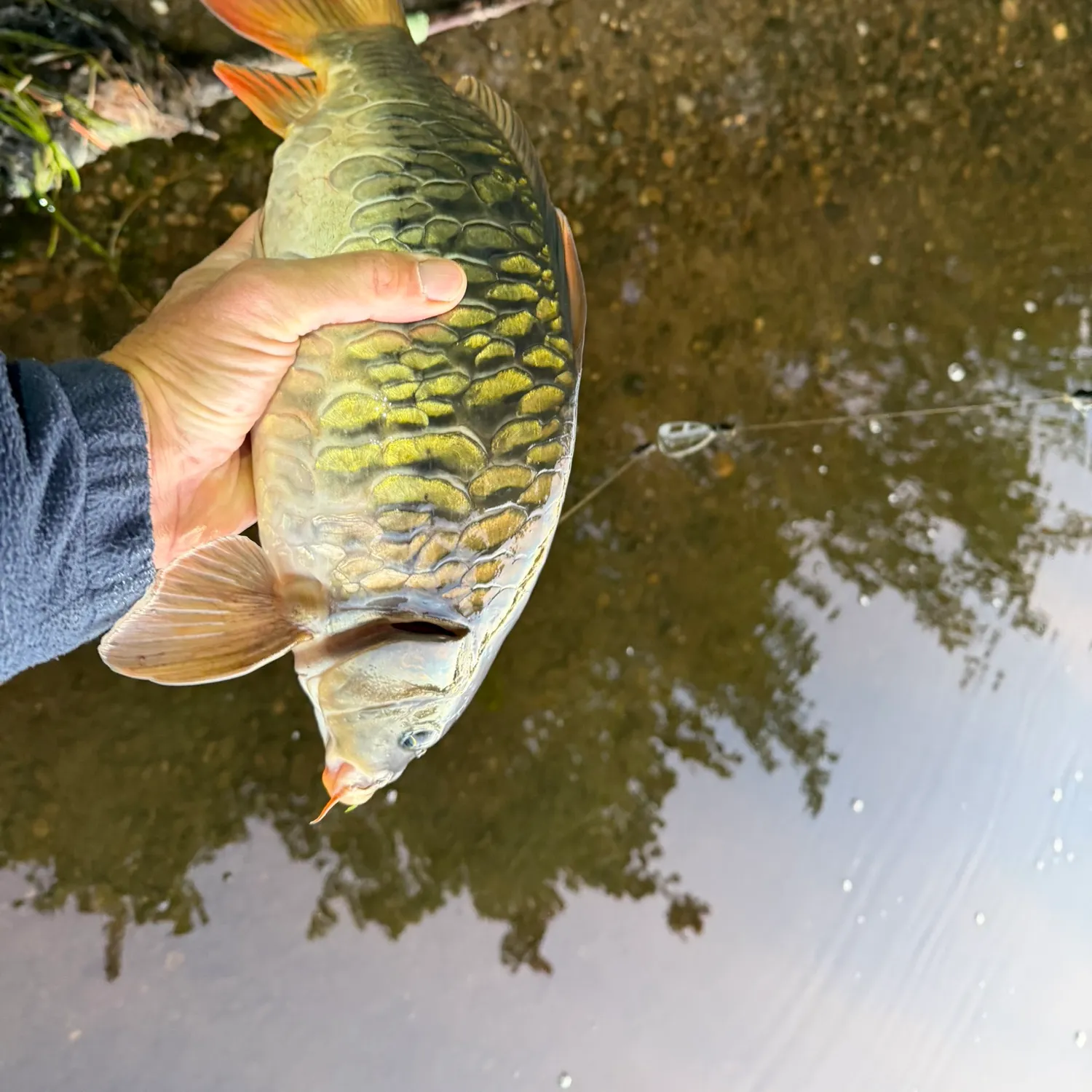 Mirror carp caught on Fishbrain