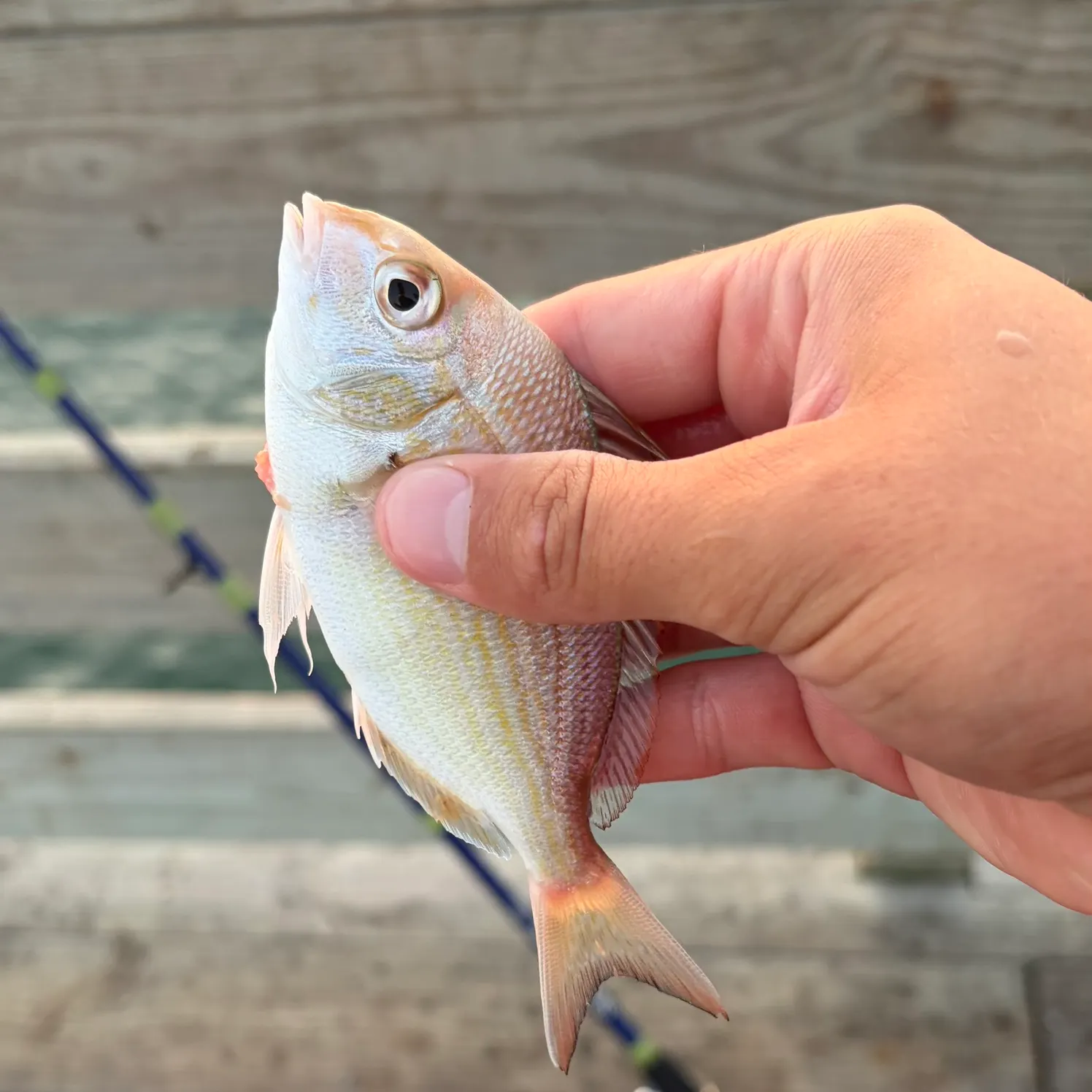 Pinfish caught on Fishbrain
