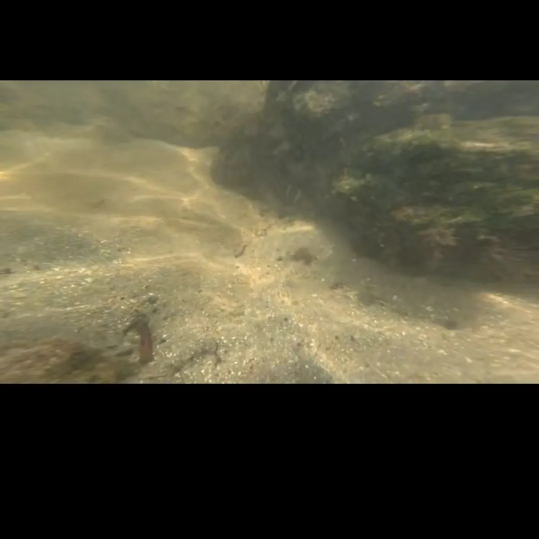 The most recent Chain moray catches on Fishbrain