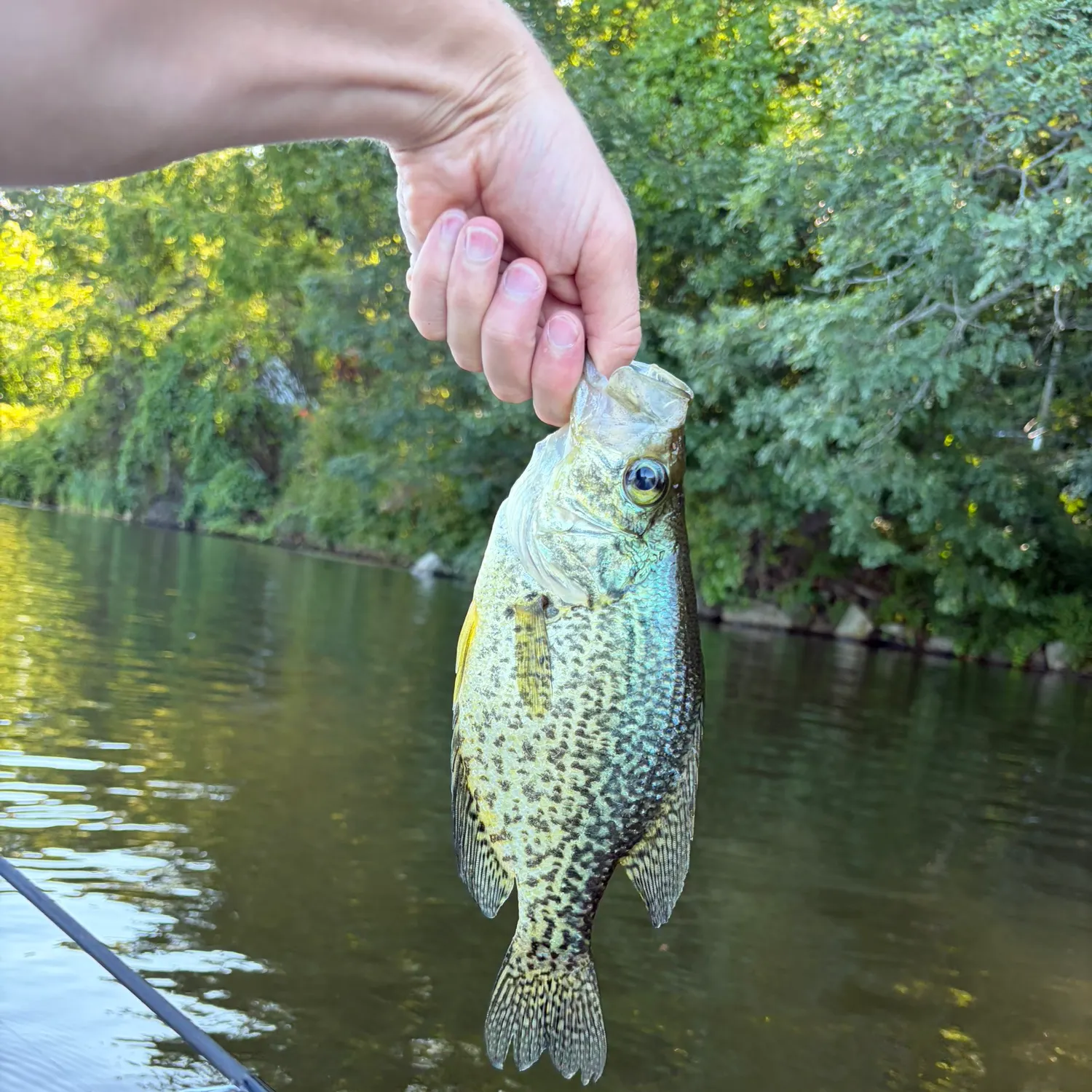 Black crappie caught on Fishbrain