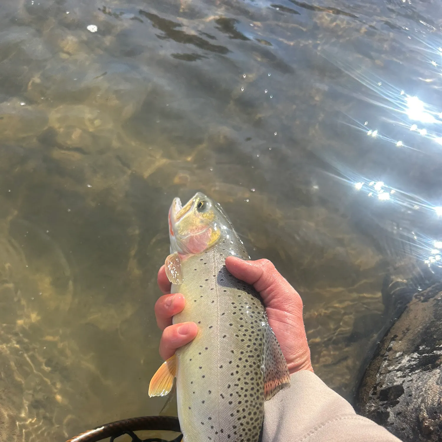 Yellowstone cutthroat trout caught on Fishbrain