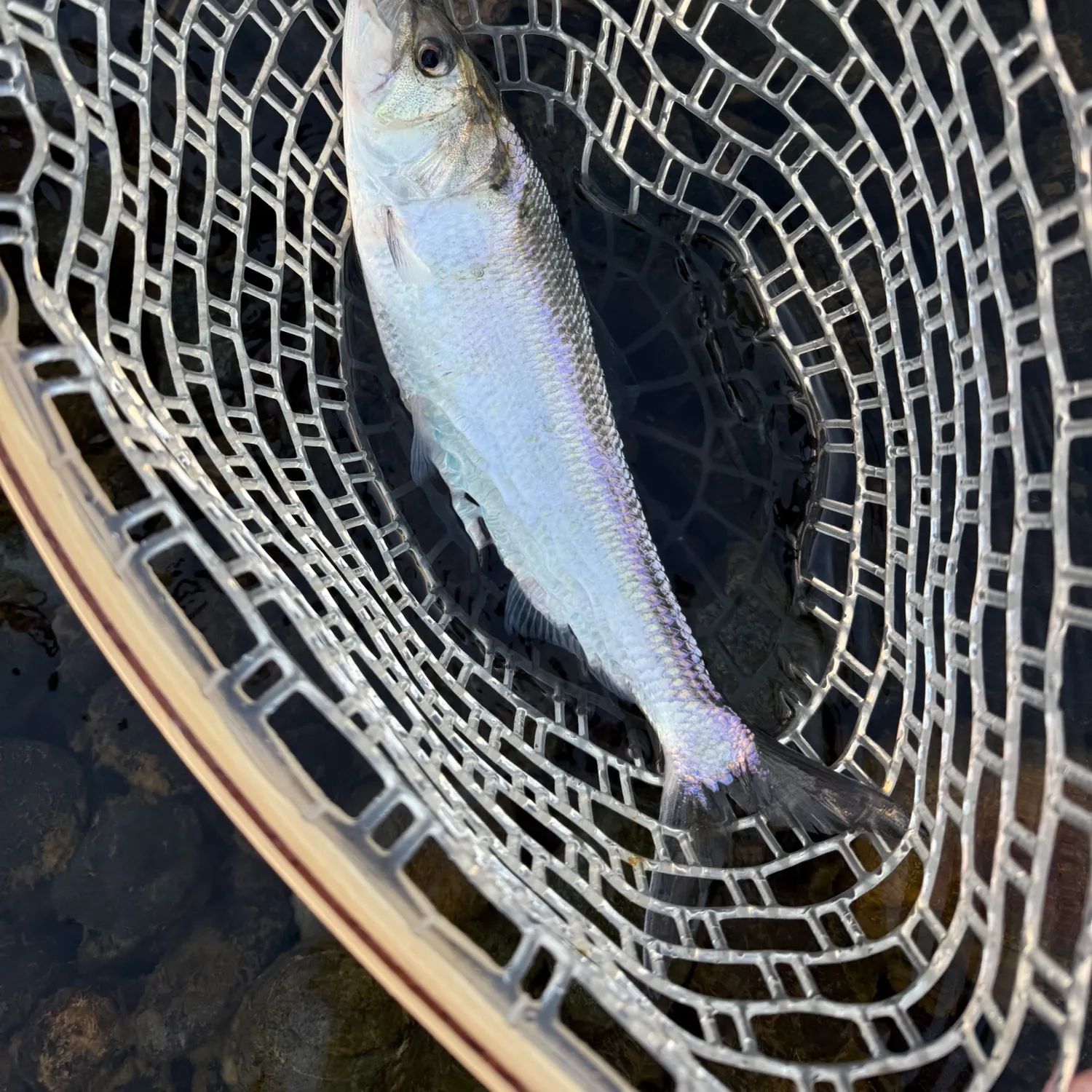 The most recent American shad catches on Fishbrain