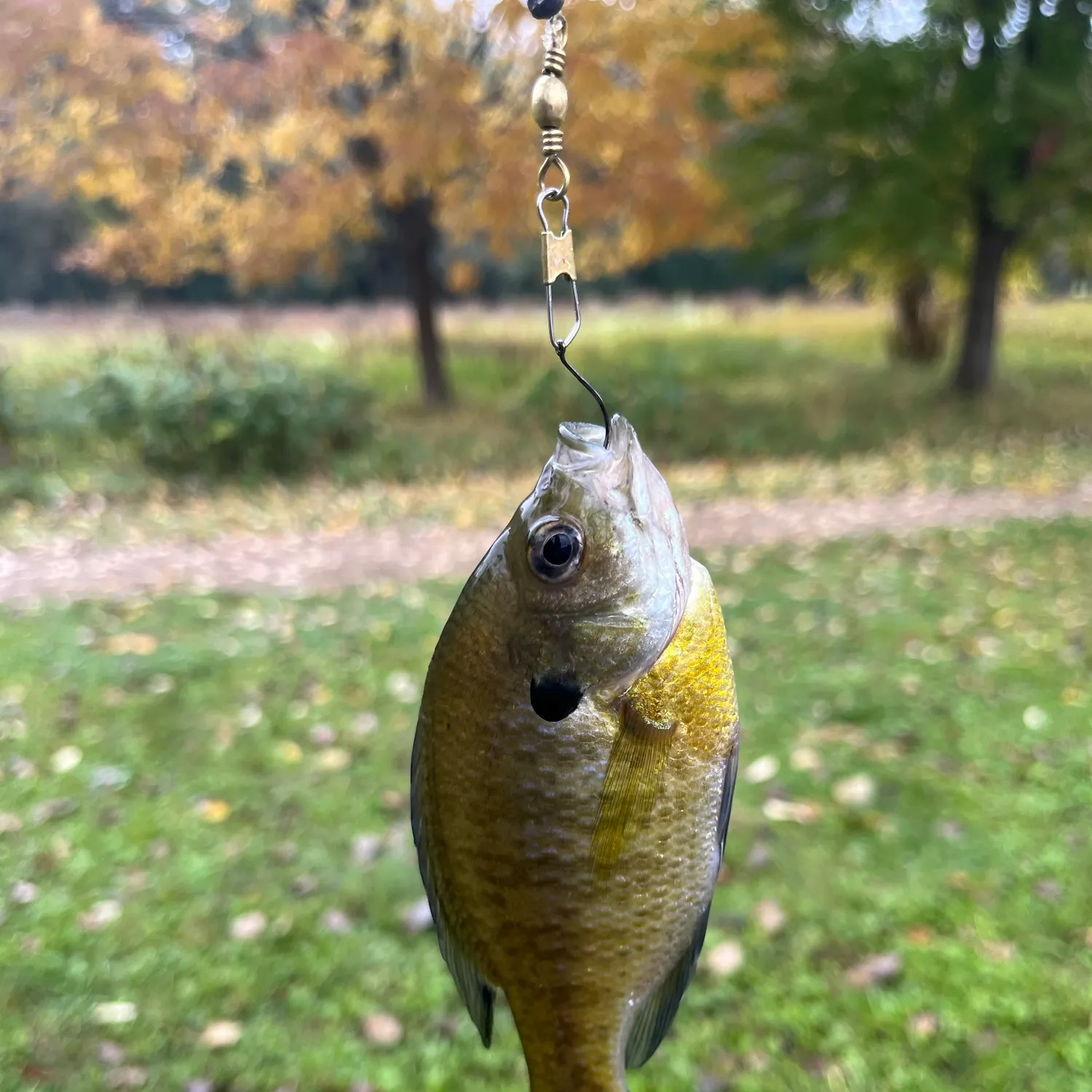 Bluegill caught on Fishbrain