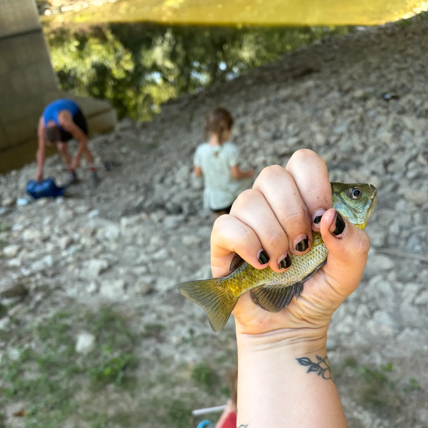Bluegill caught on Fishbrain