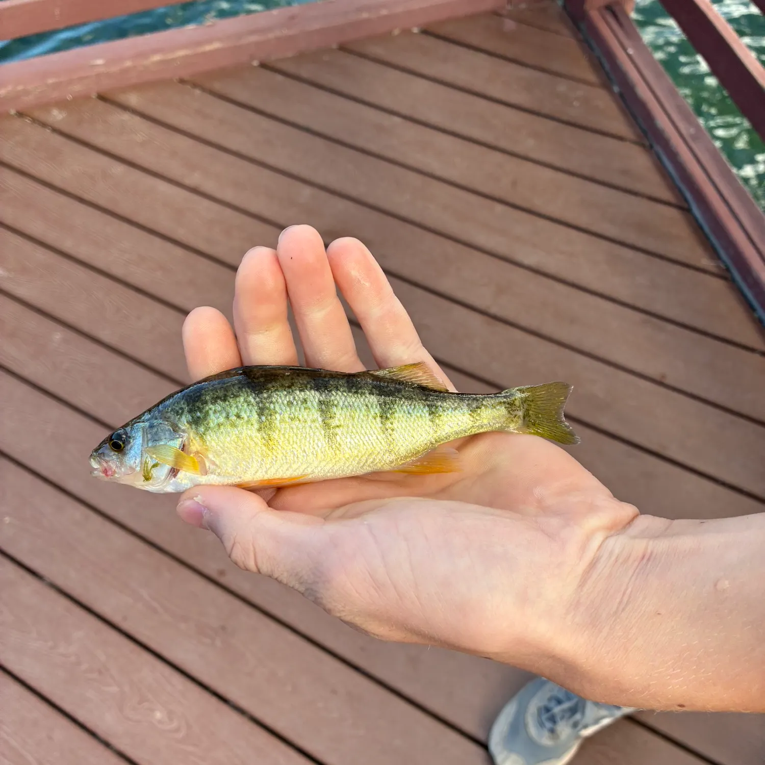 Yellow perch caught on Fishbrain