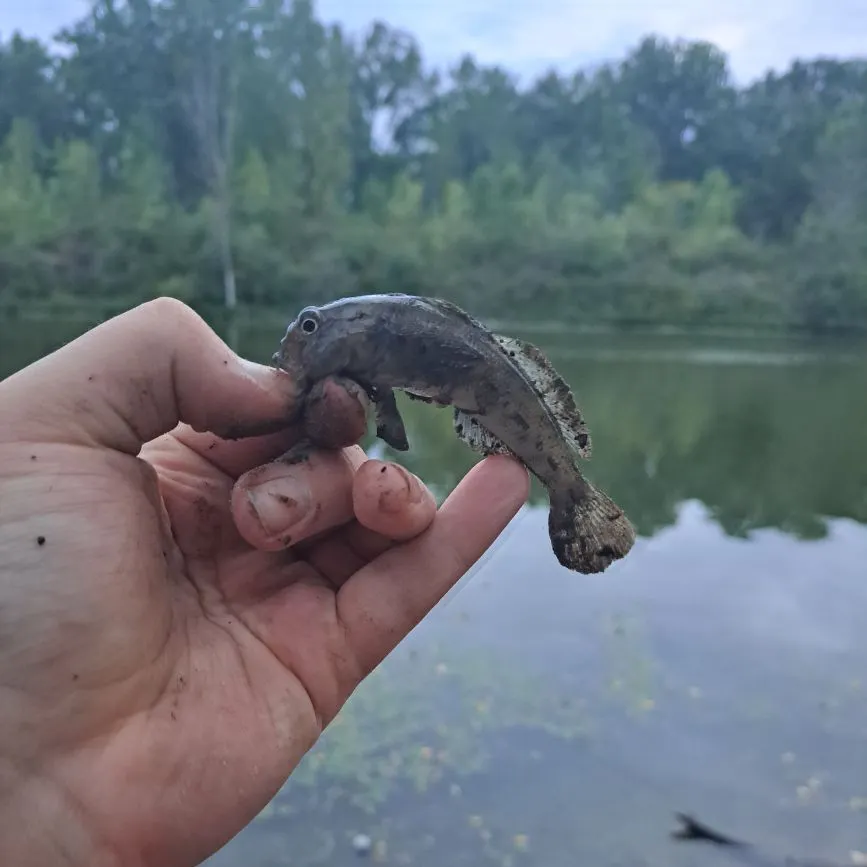 Round goby caught on Fishbrain