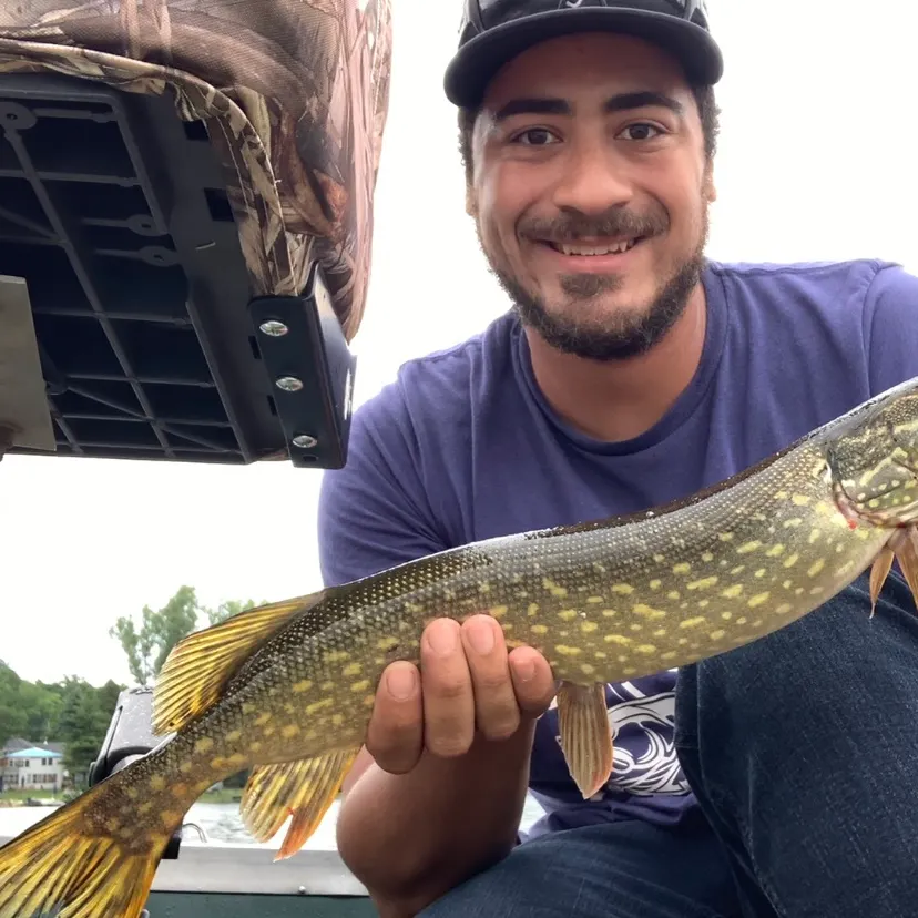 Northern pike caught on Fishbrain