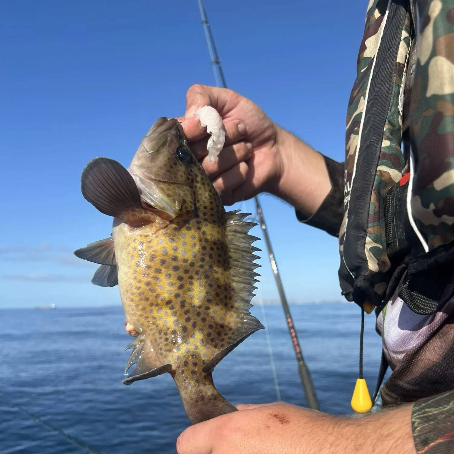 The most recent Eastern wirrah catches on Fishbrain