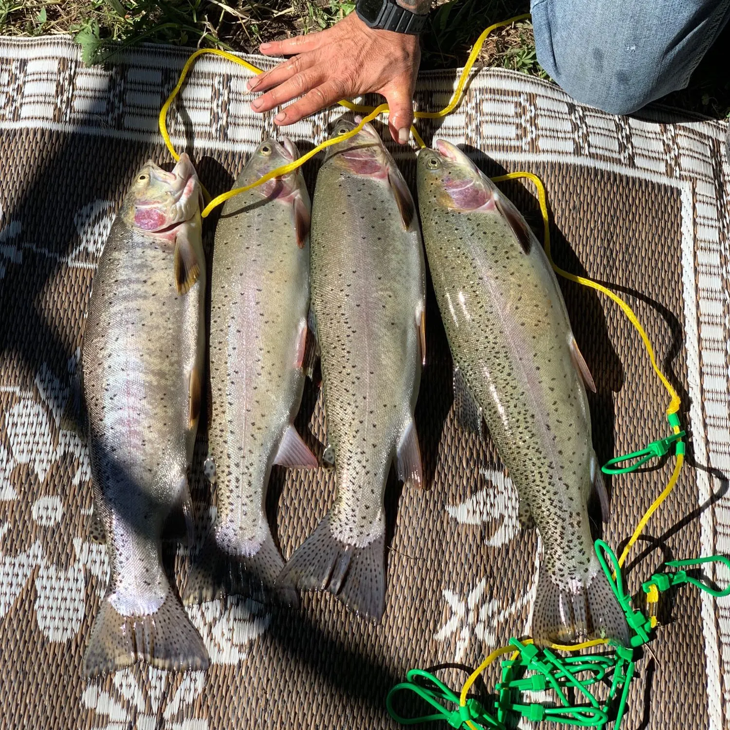 recently logged catches