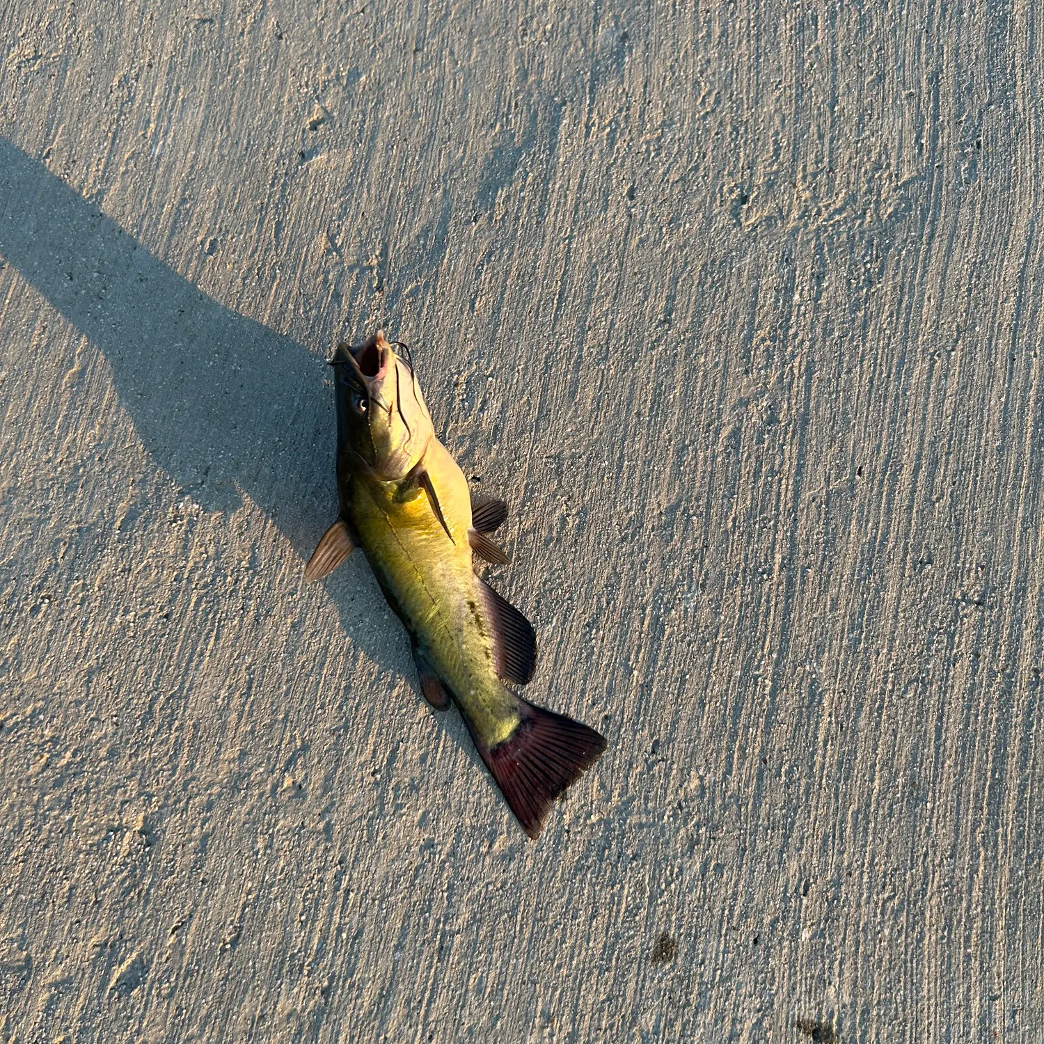Channel catfish caught on Fishbrain